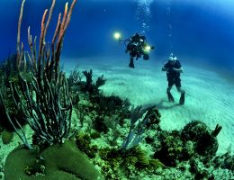 5 Crazy Facts About Diving That Will Make You Want To Try It