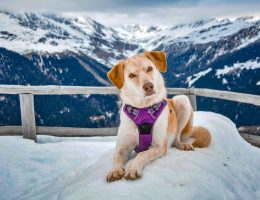 How to Keep Your Dog Safe in Winter